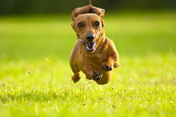best glucosamine supplements for dogs happy brown dog running on green grass